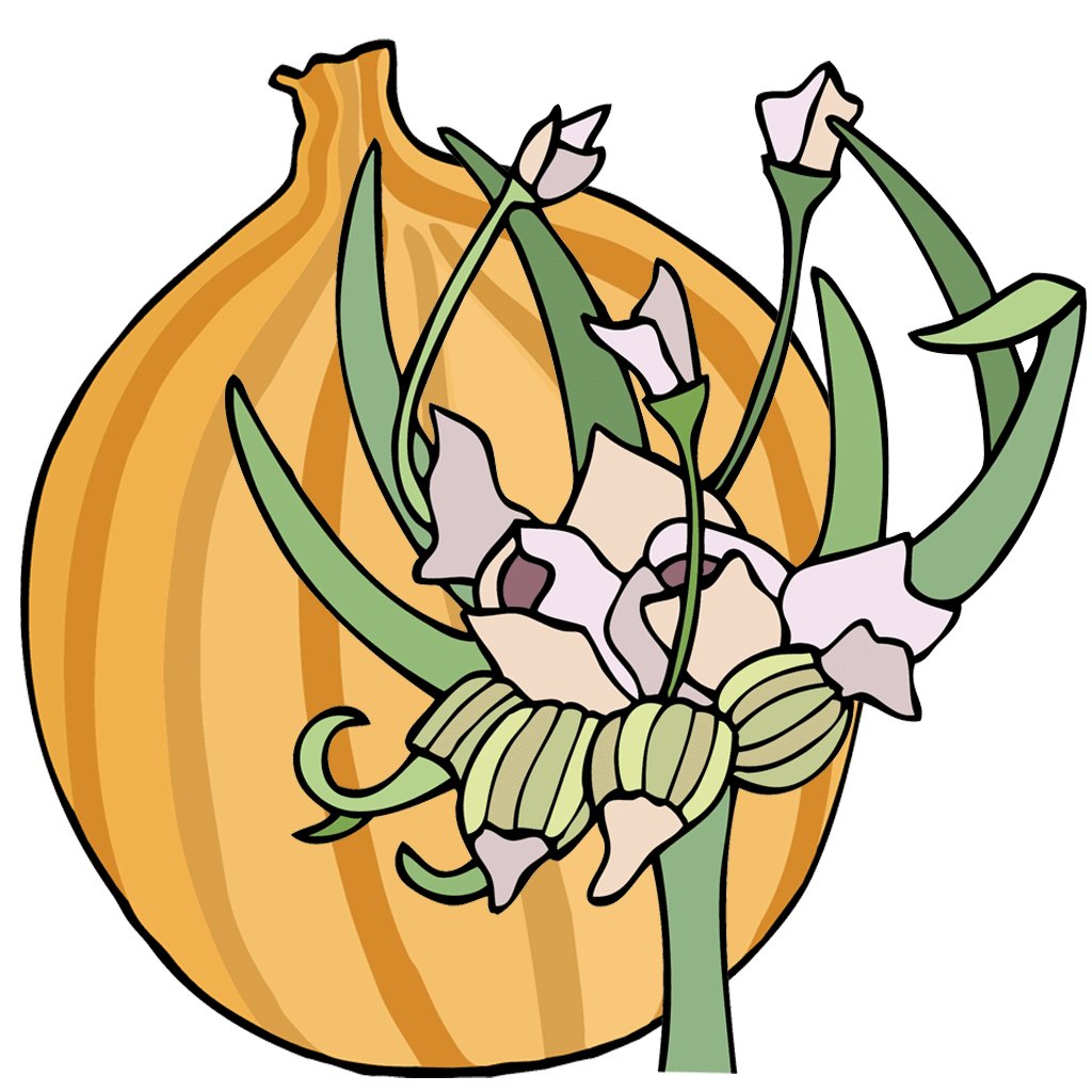 Onions