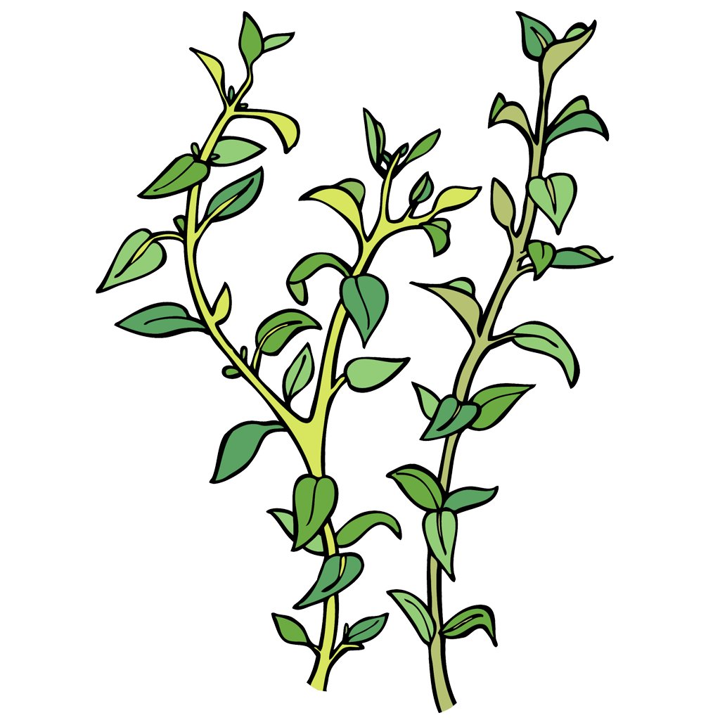 Oregano