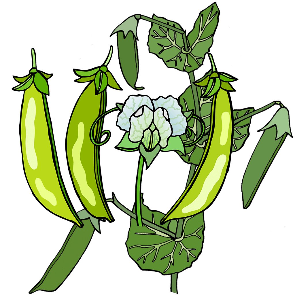 Peas