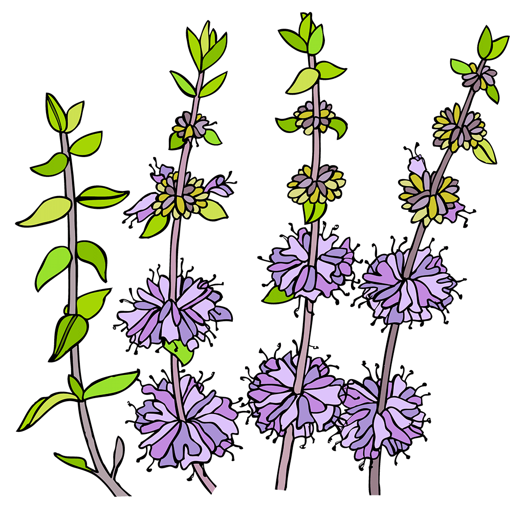 Pennyroyal Seed Collection