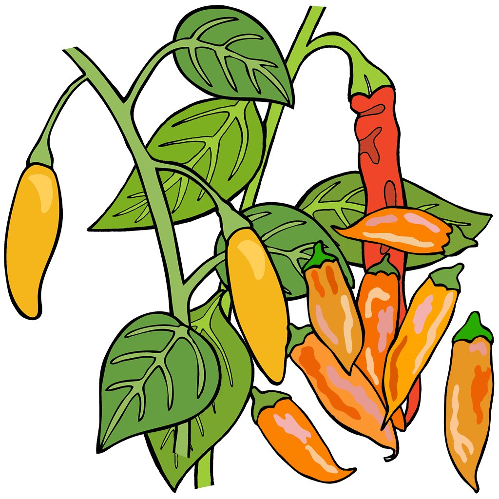 Peppers, Spicy