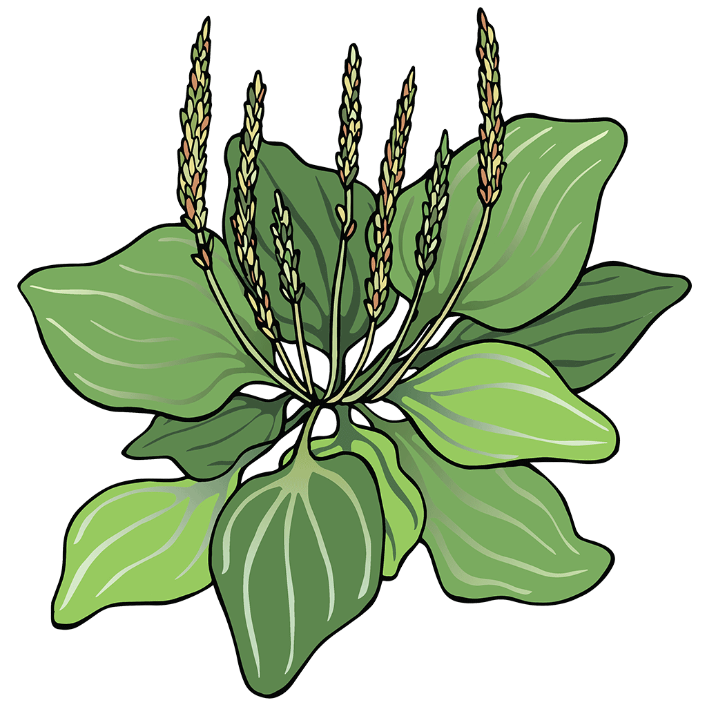 Plantain