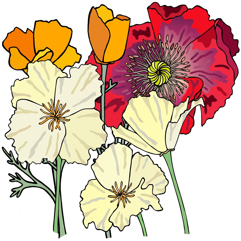 Poppy