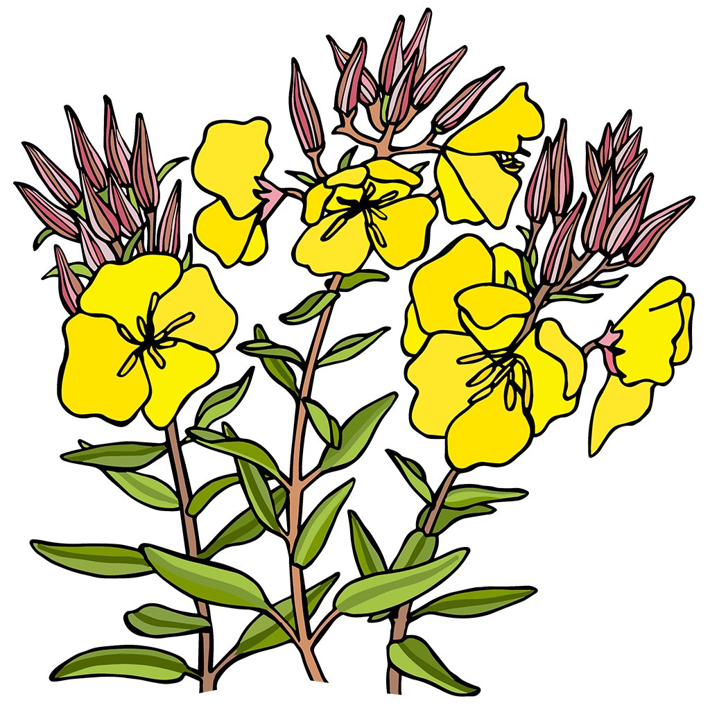 Evening Primrose