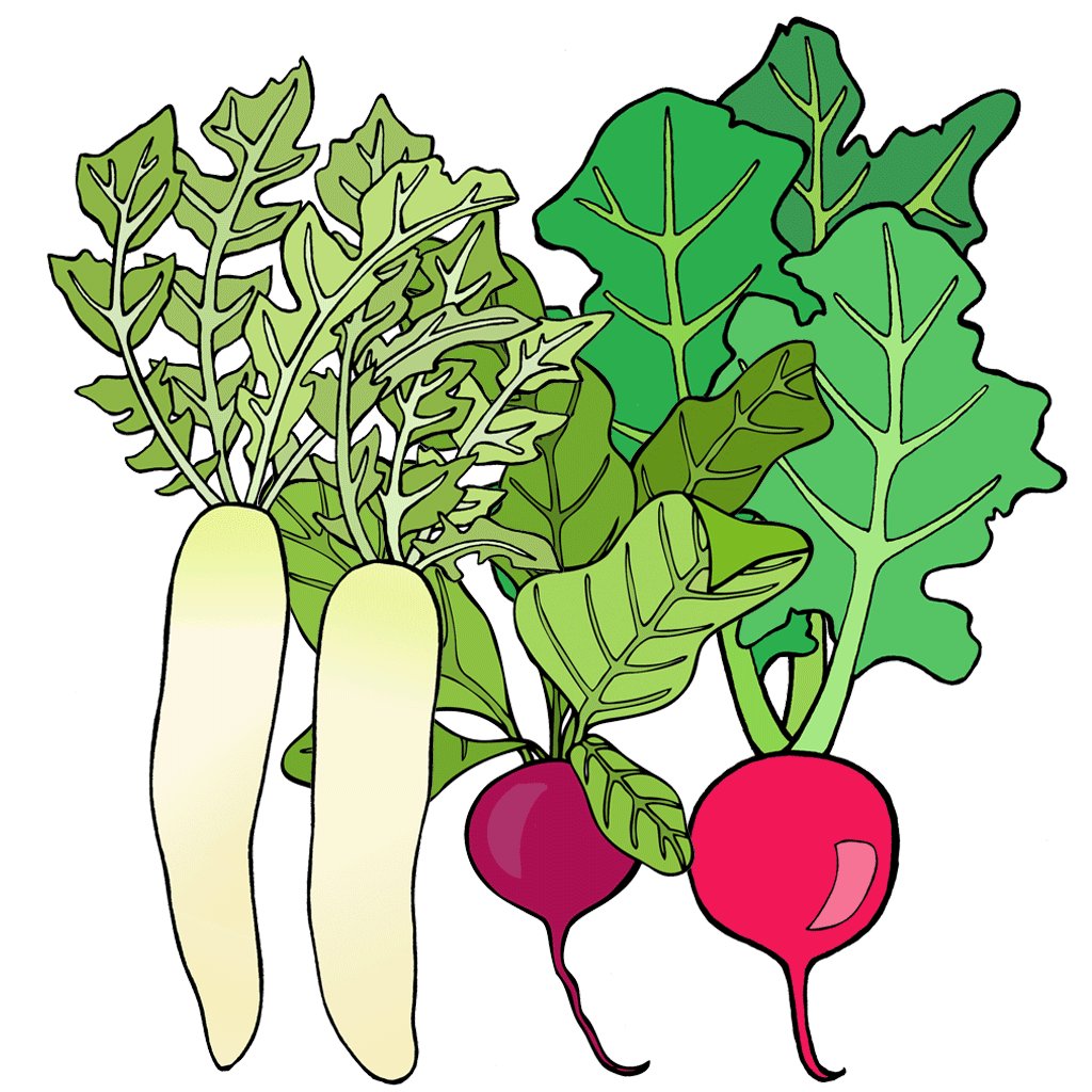 Radishes
