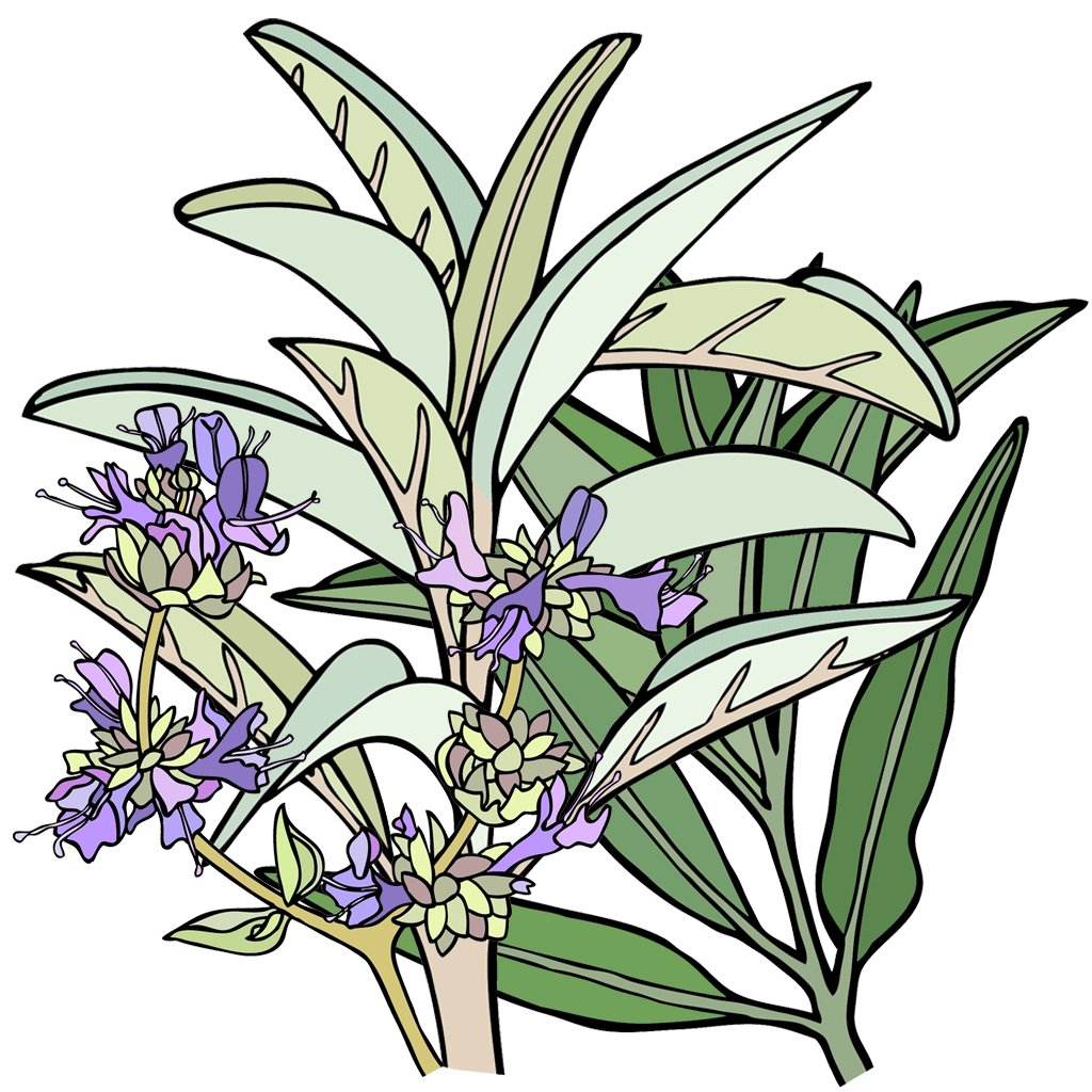 Sage