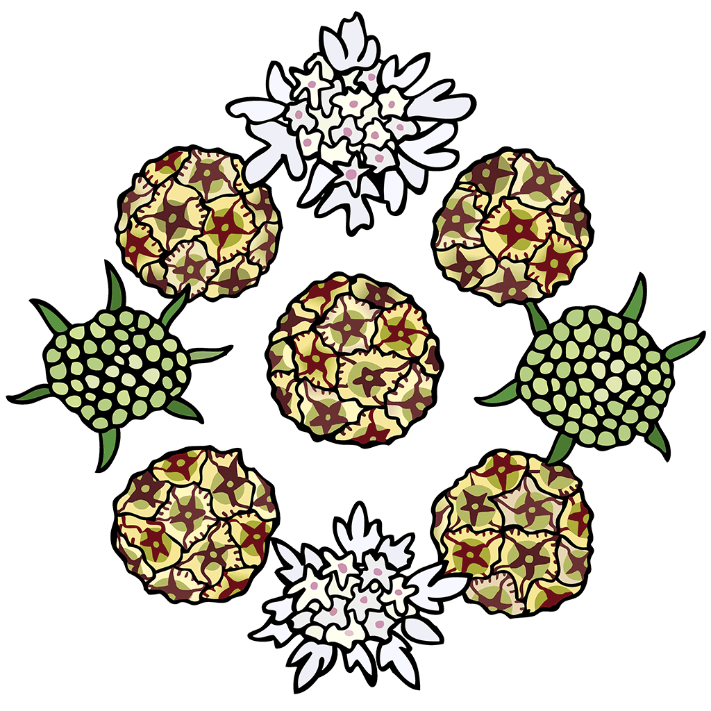 Scabiosa