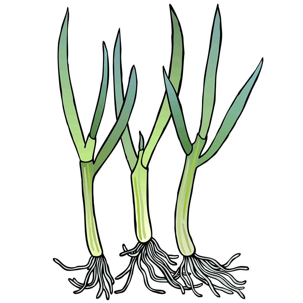 Scallion