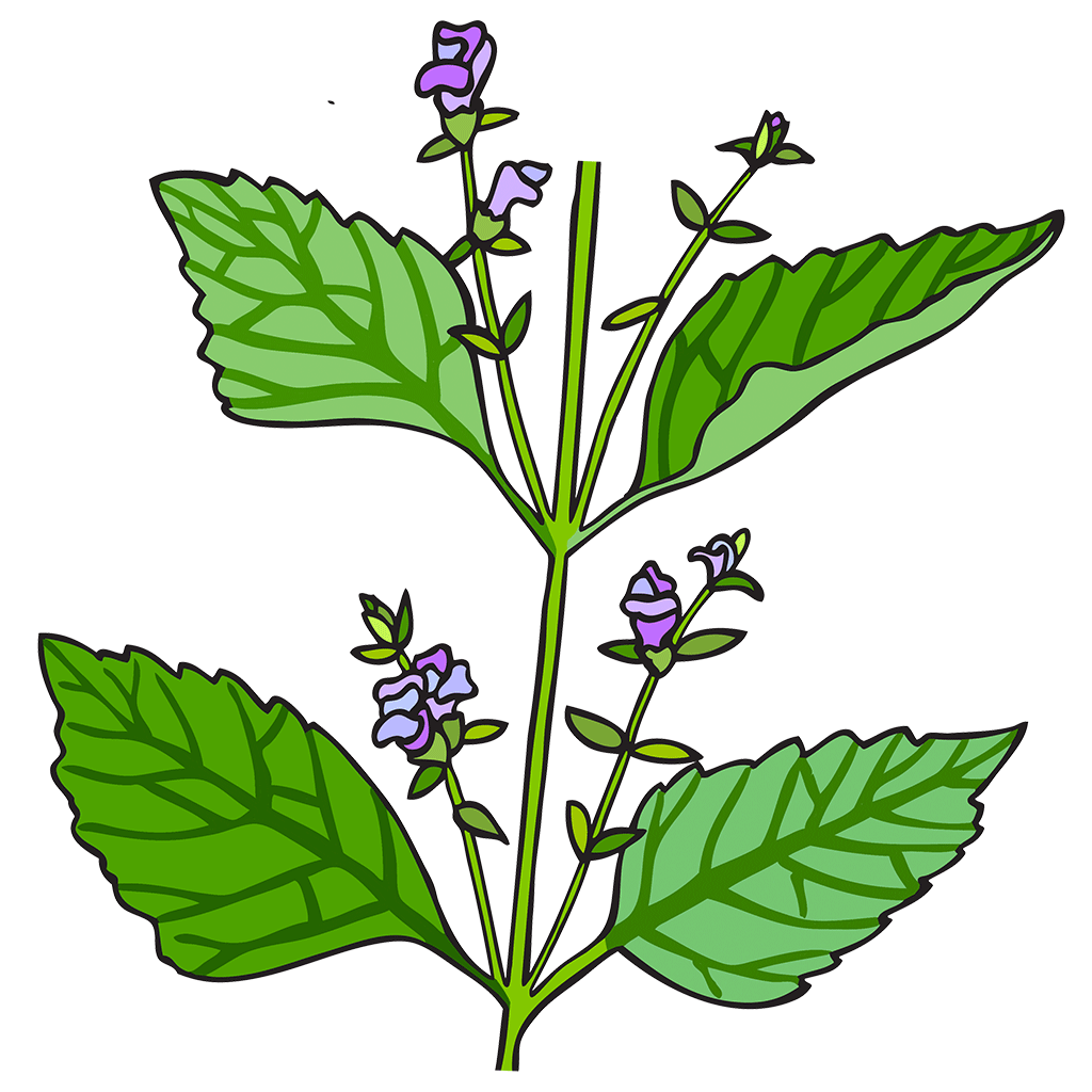 Skullcap
