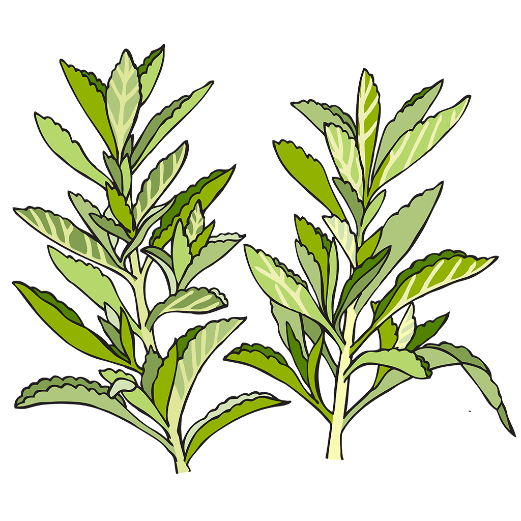 Stevia