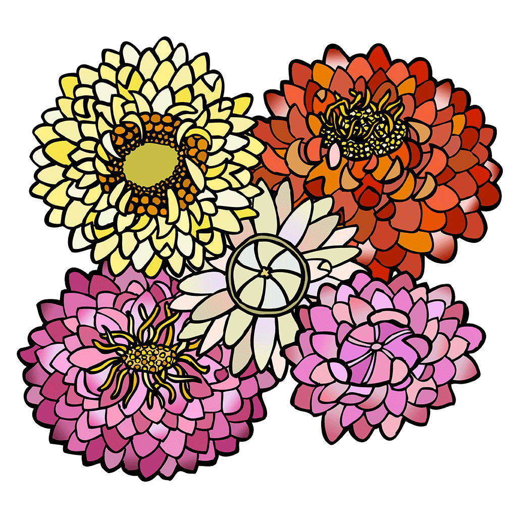 Strawflower