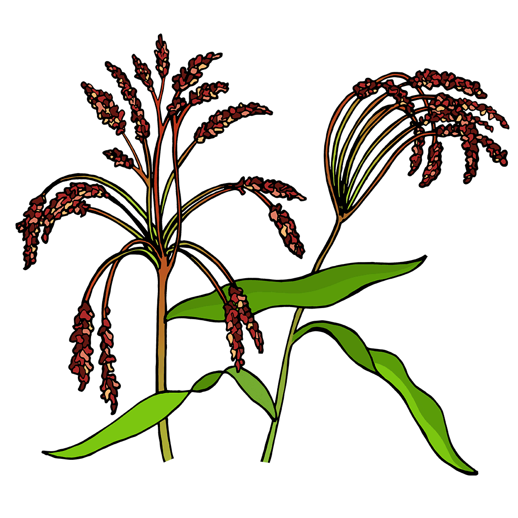 Sorghum