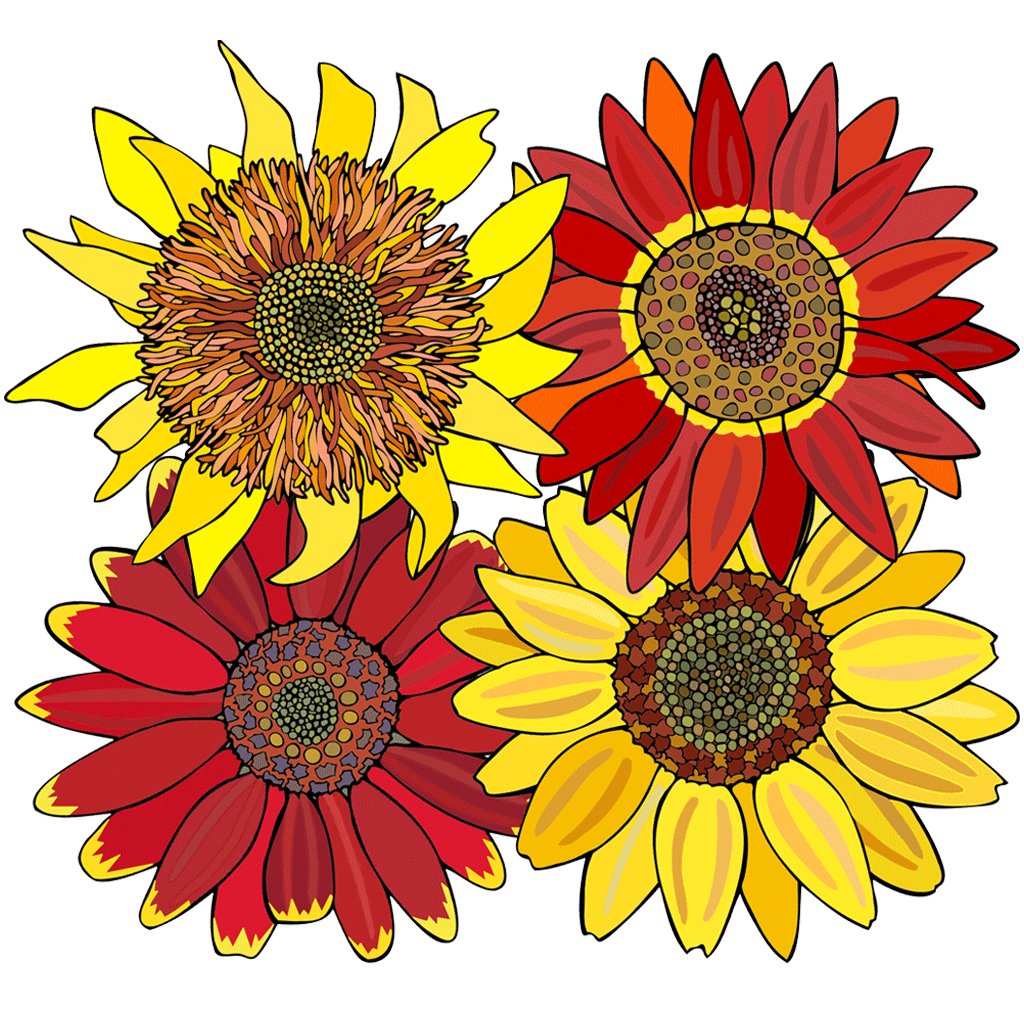Sunflowers