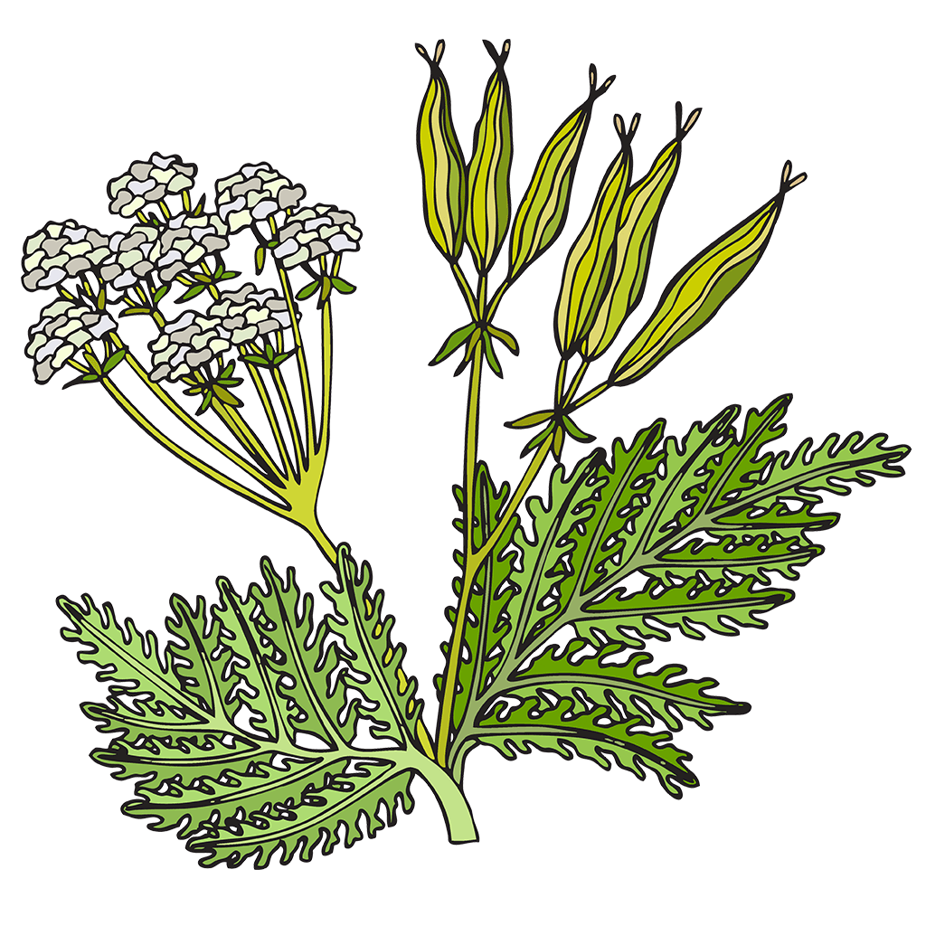 Sweet Cicely