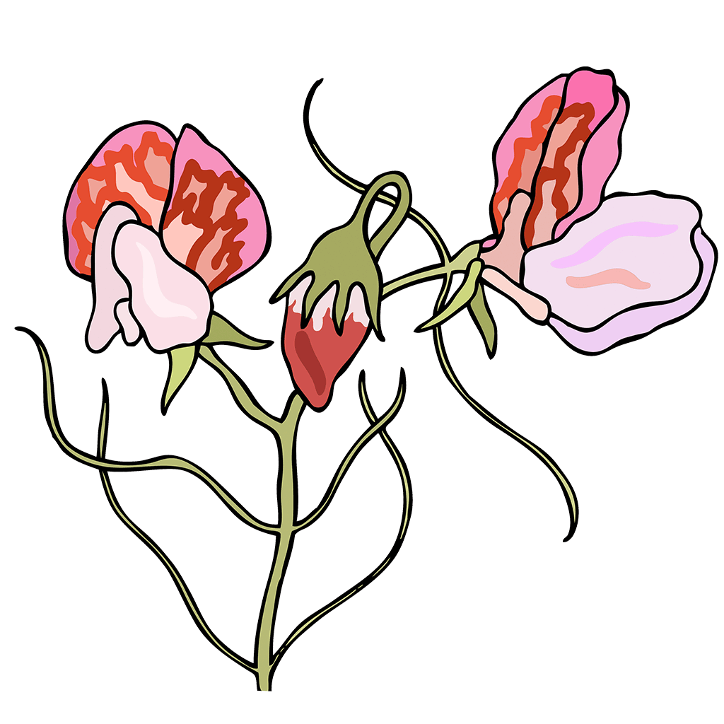 Sweet Pea