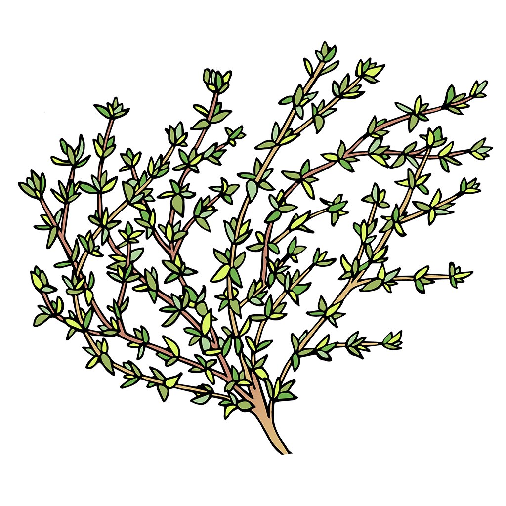 Thyme