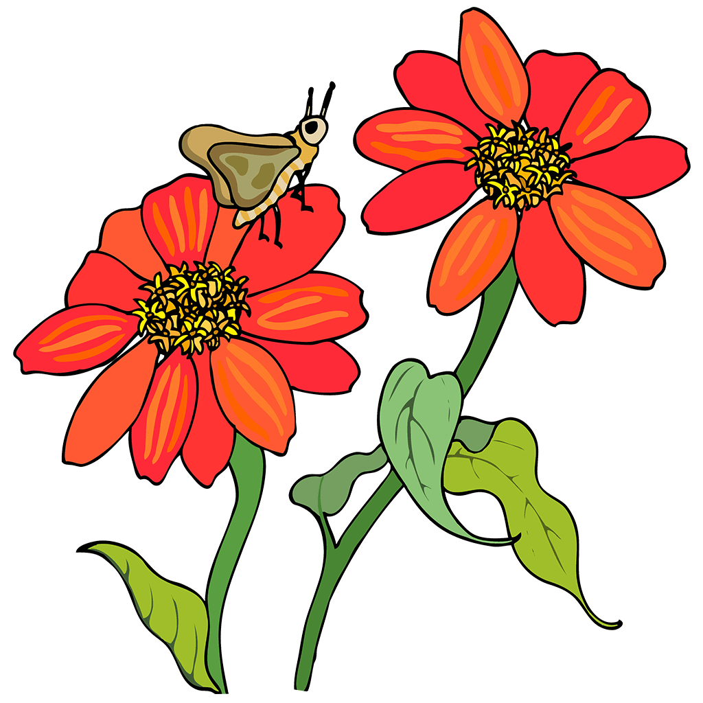 Tithonia