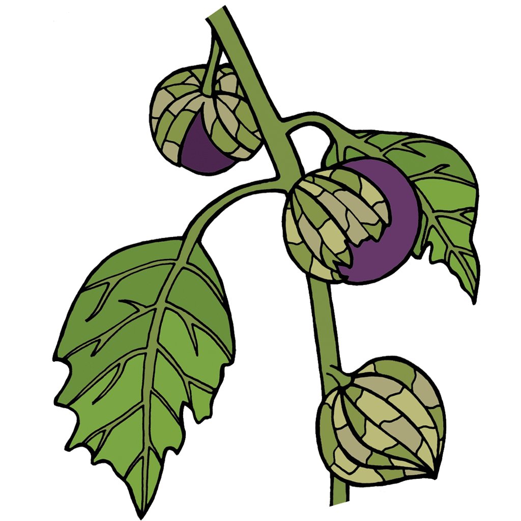 Tomatillo
