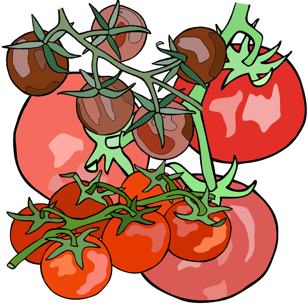 Tomatoes