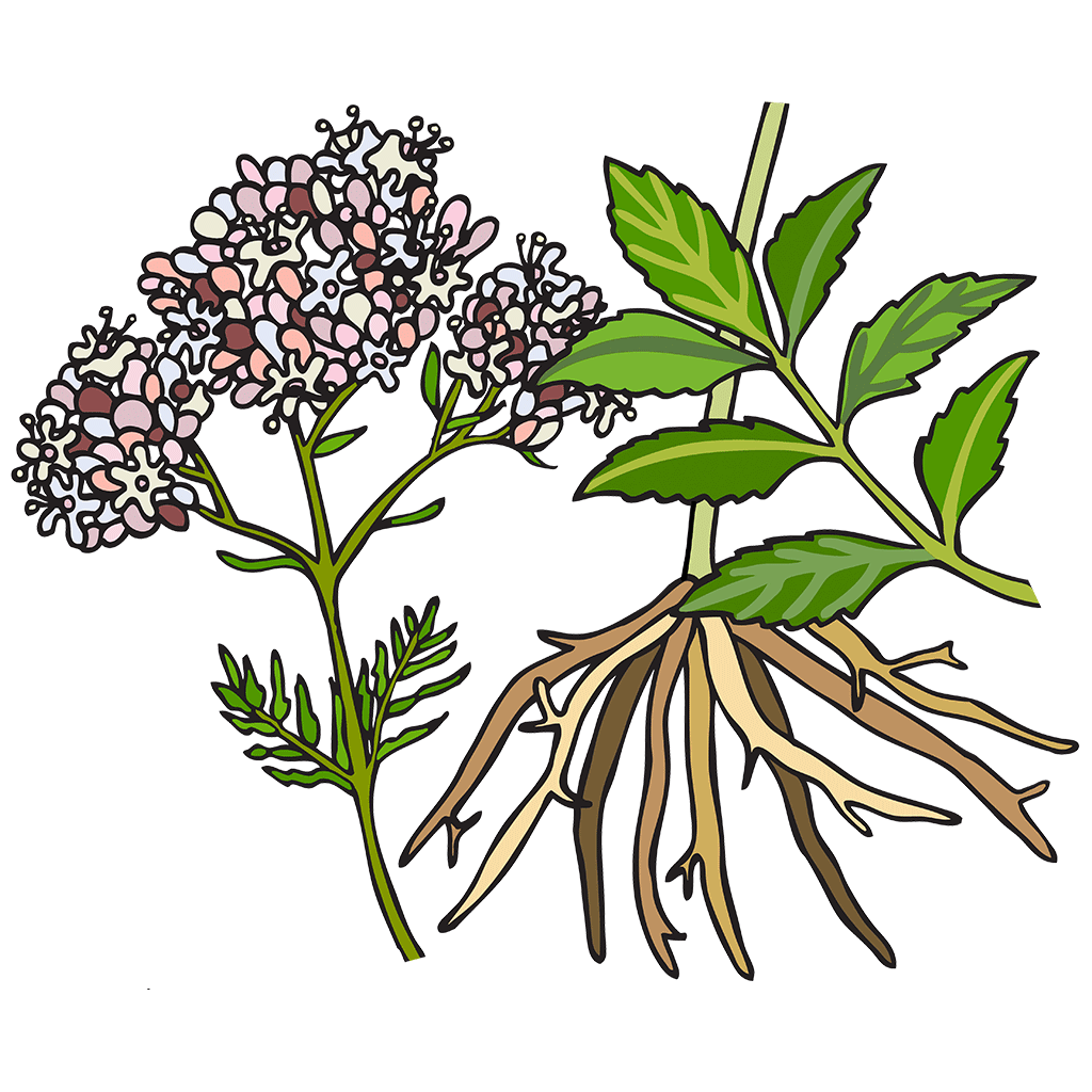 Valerian