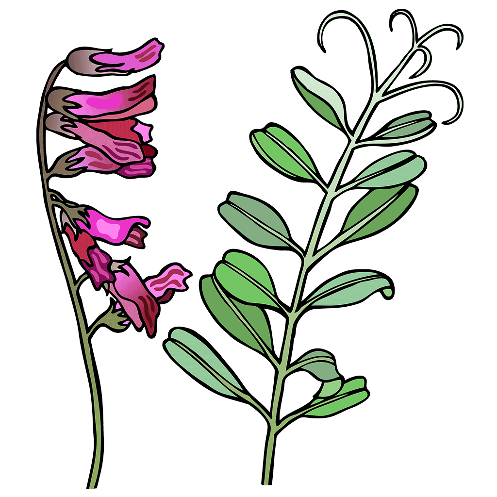 Vetch