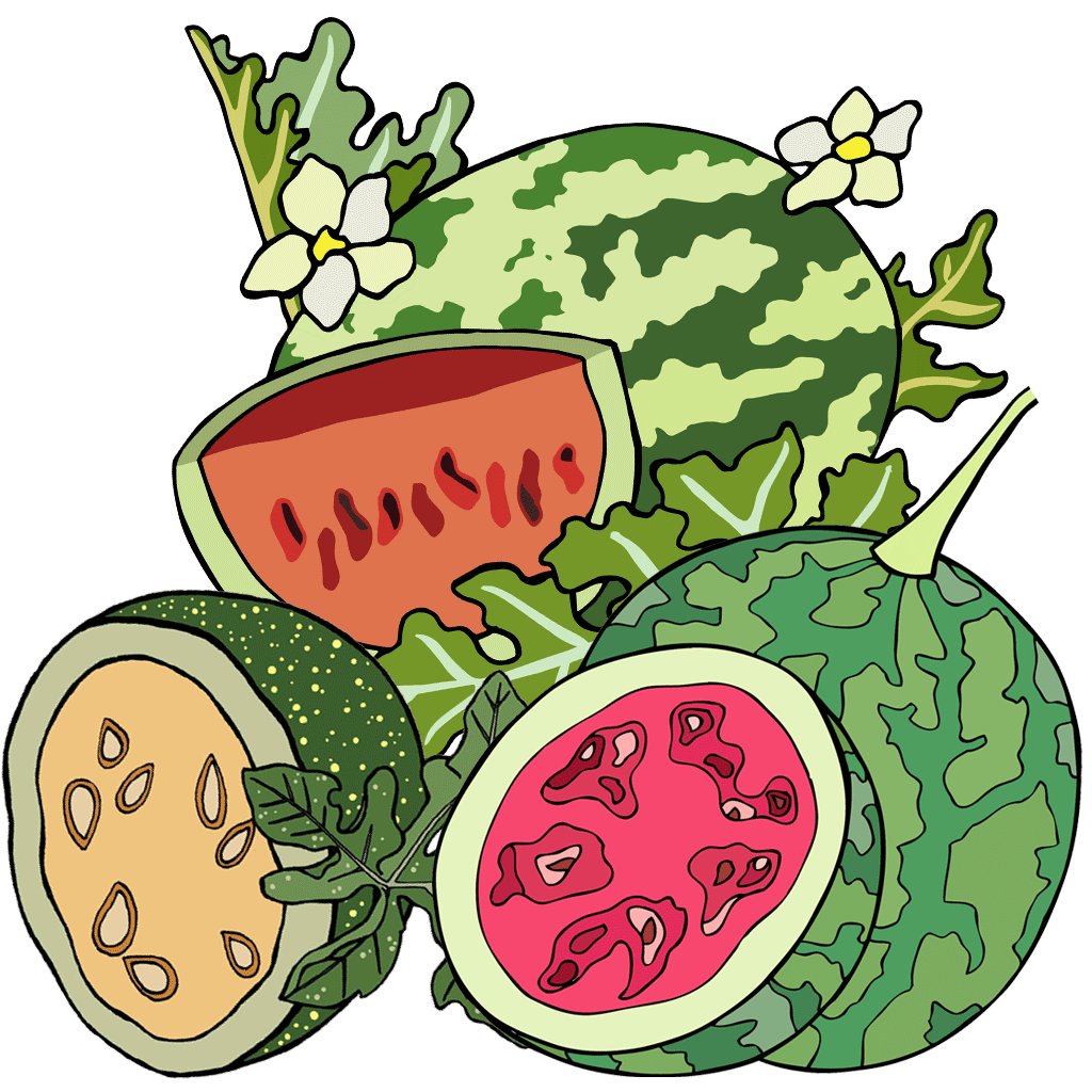 Watermelon Seed Collection