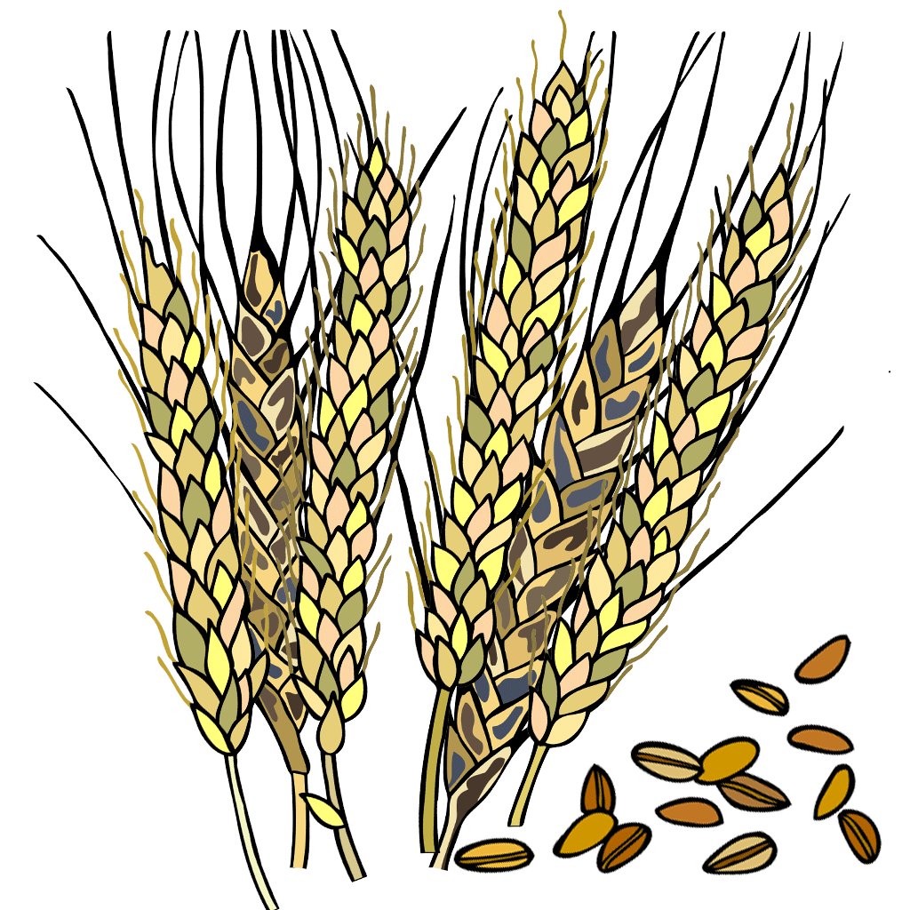 Wheat