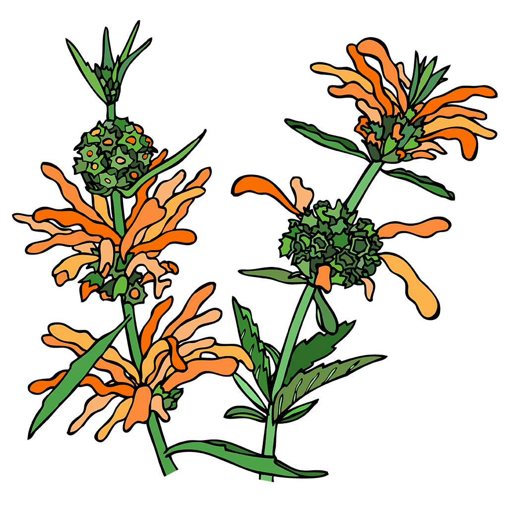 Wild Dagga