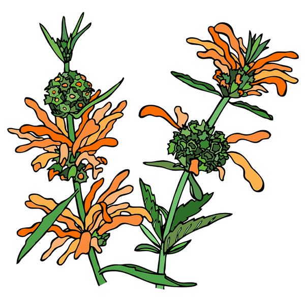 Wild Dagga Seeds The Plant Good Seed Company