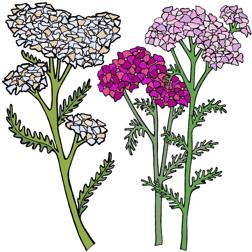 Yarrow
