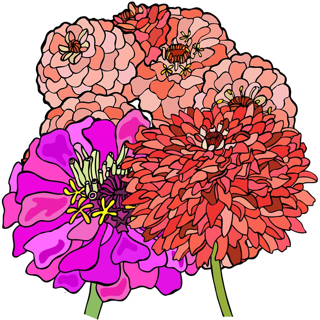 Zinnia