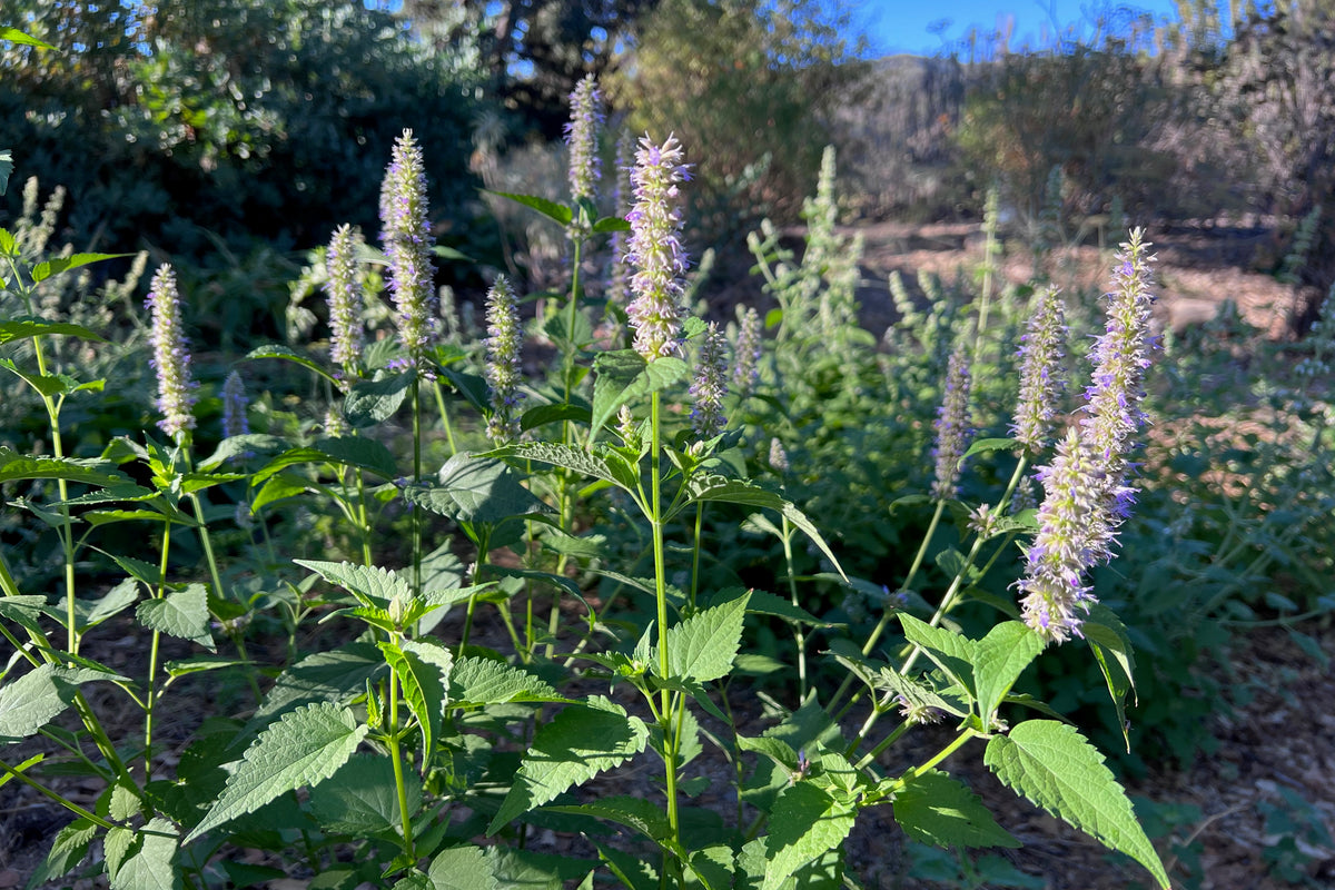 Anise-Hyssop
