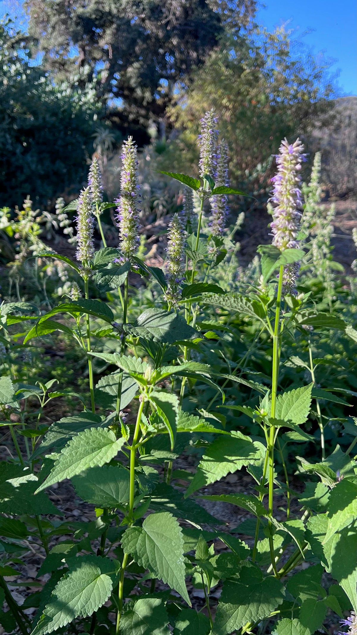 Anise-Hyssop