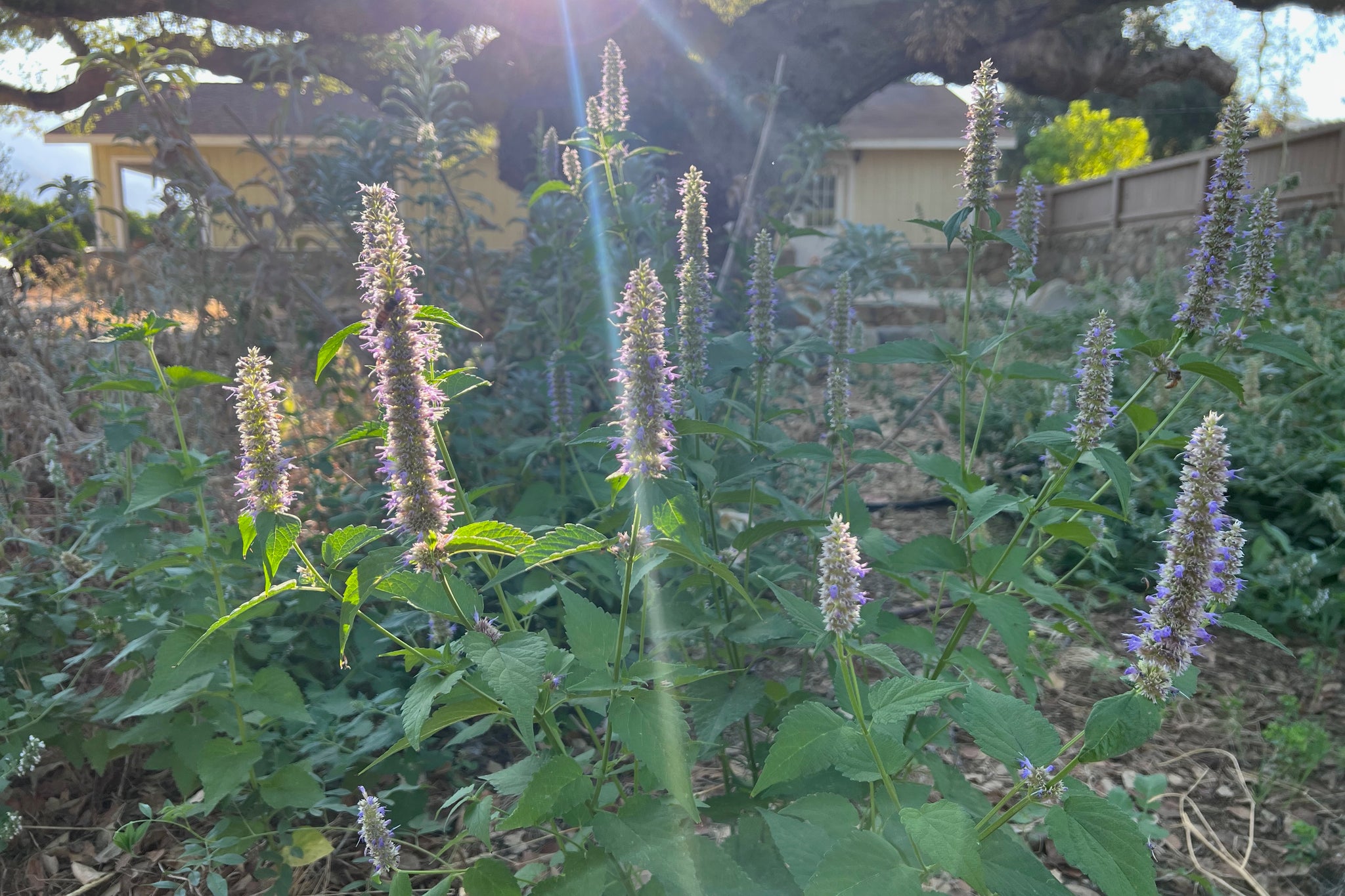 planting hyssop seeds Anise-Hyssop Seeds