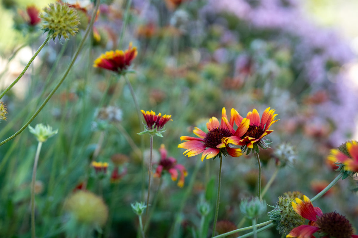 Gaillardia Flower