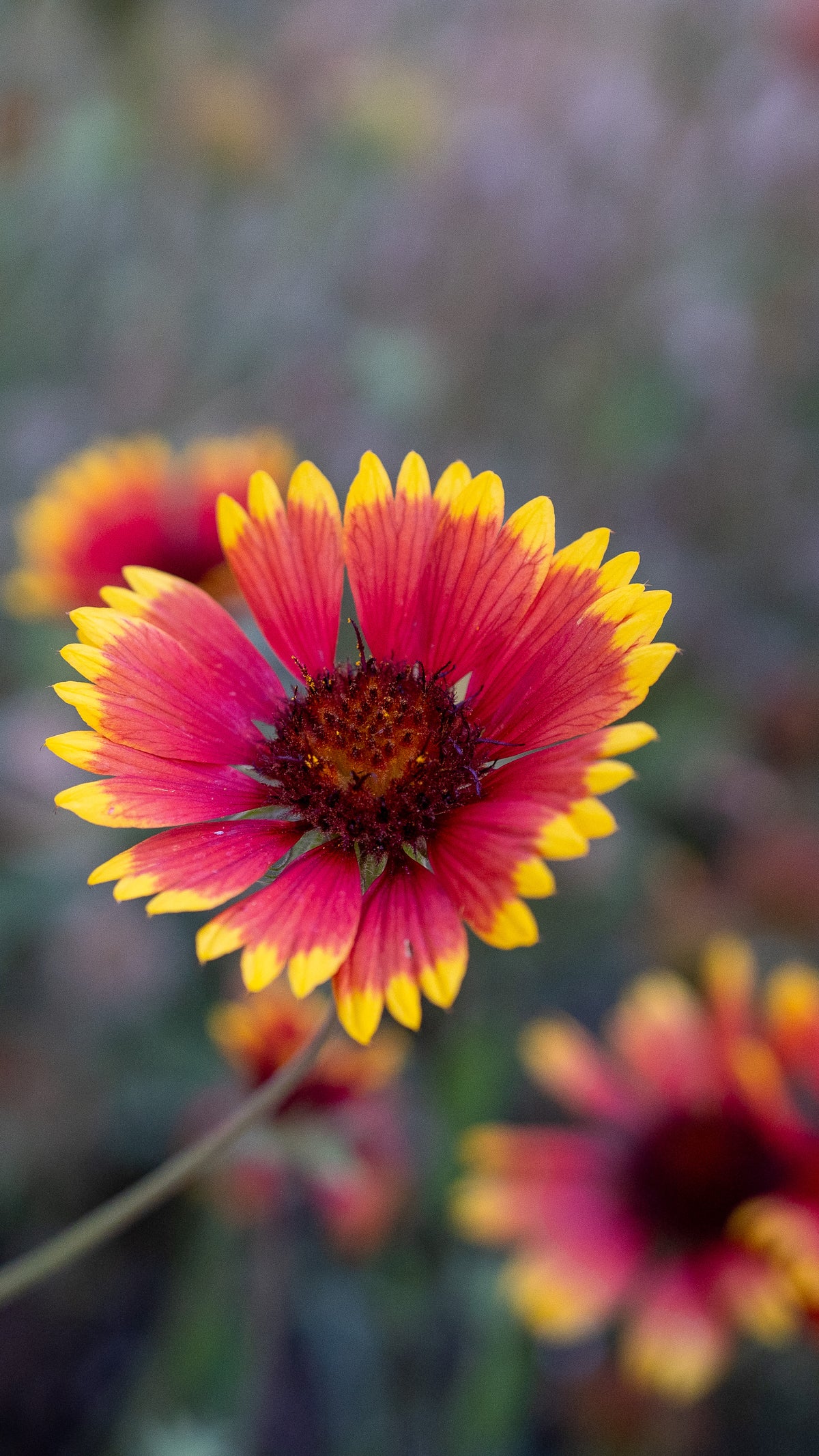 Gaillardia Flower