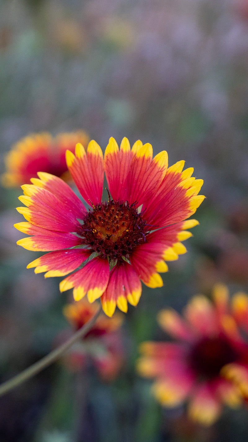 Gaillardia Flower The Plant Good Seed Company