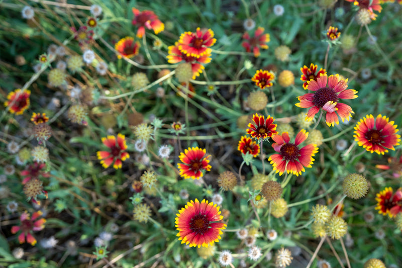 Gaillardia Flower The Plant Good Seed Company