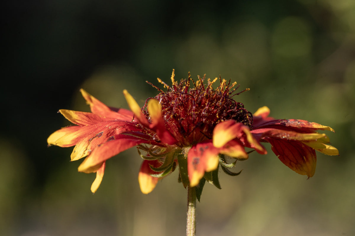 Gaillardia Flower