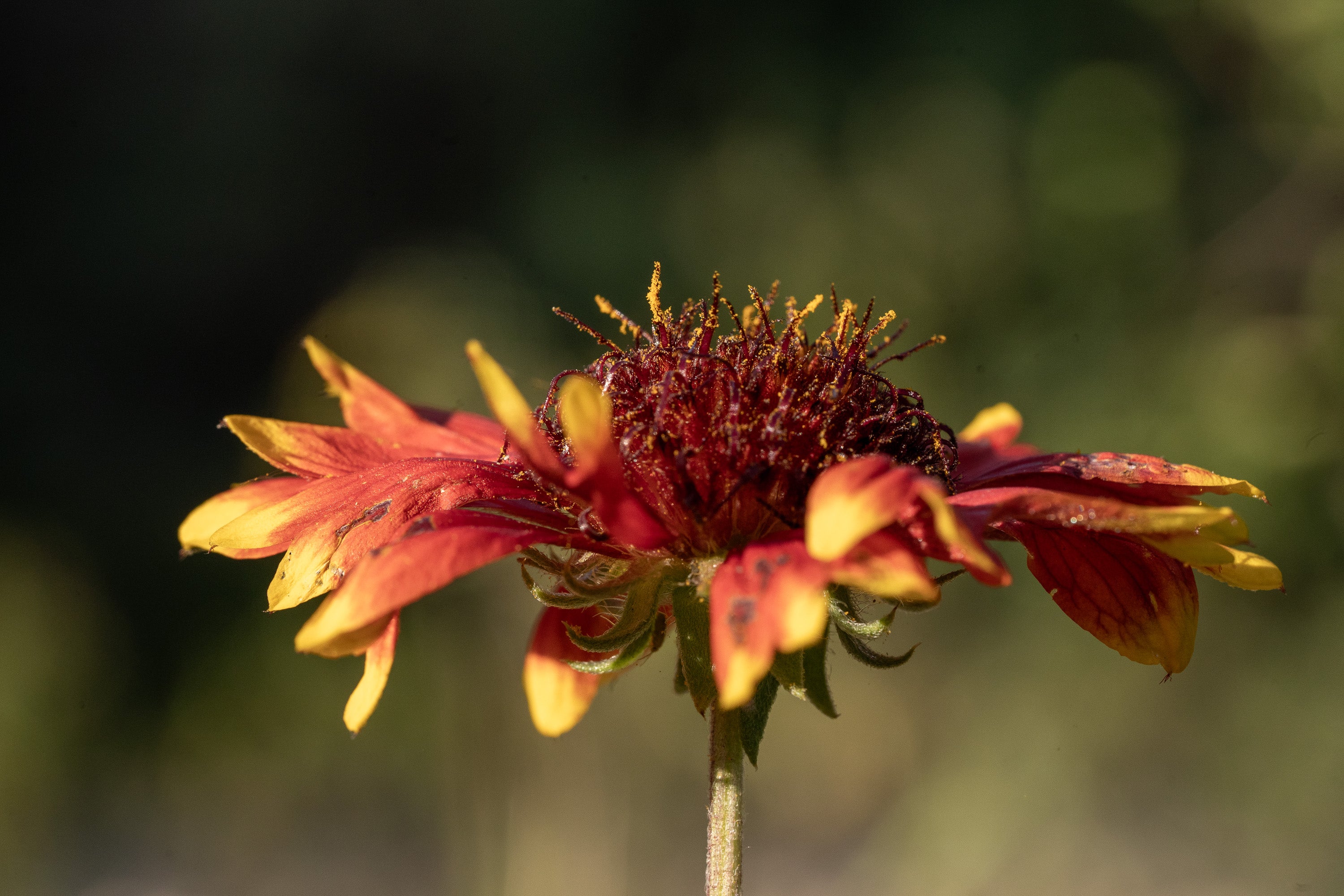Lush Gaillardia Seeds Capture for Desktop Lush Gaillardia Seeds Capture for Desktop