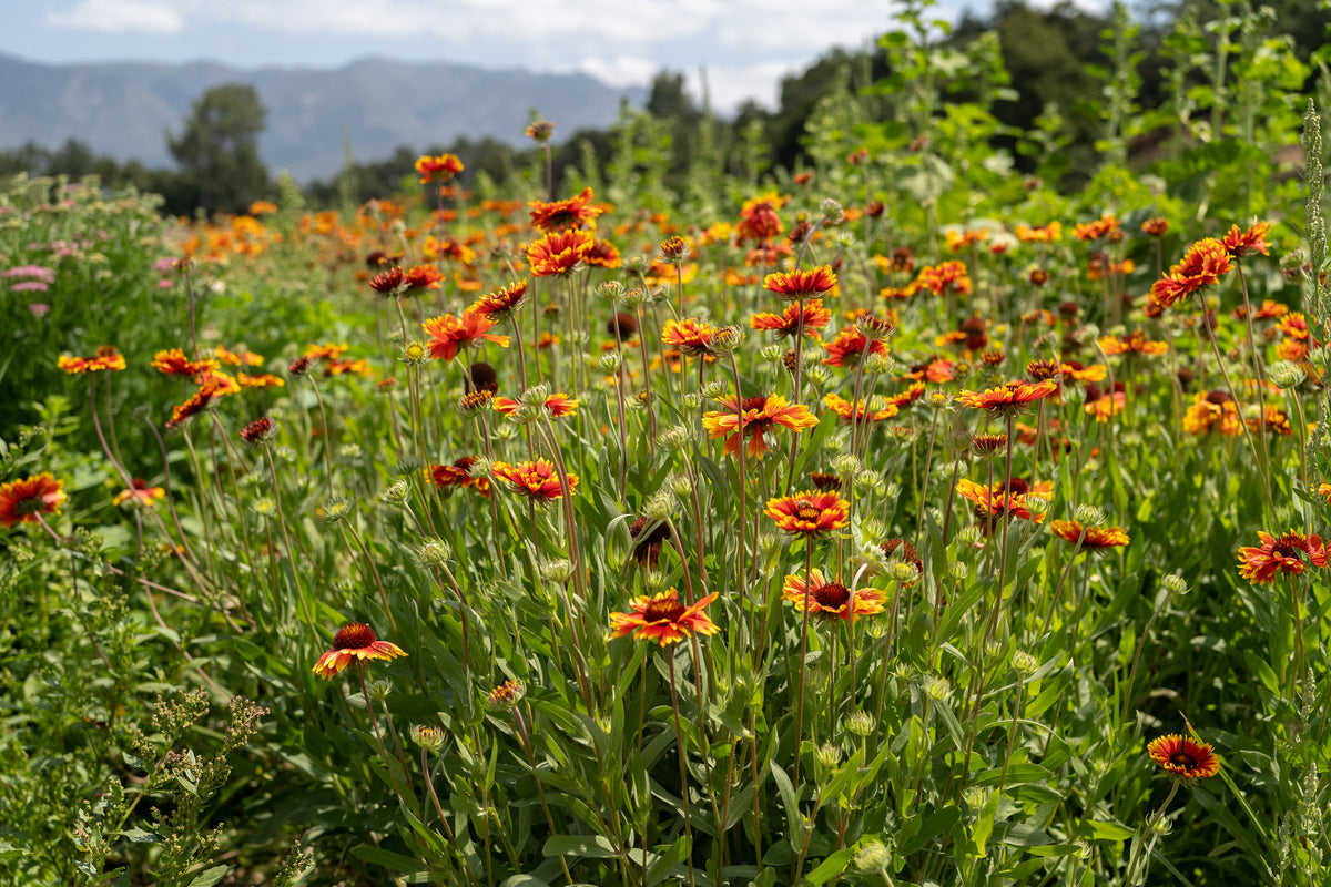 Gaillardia Flower