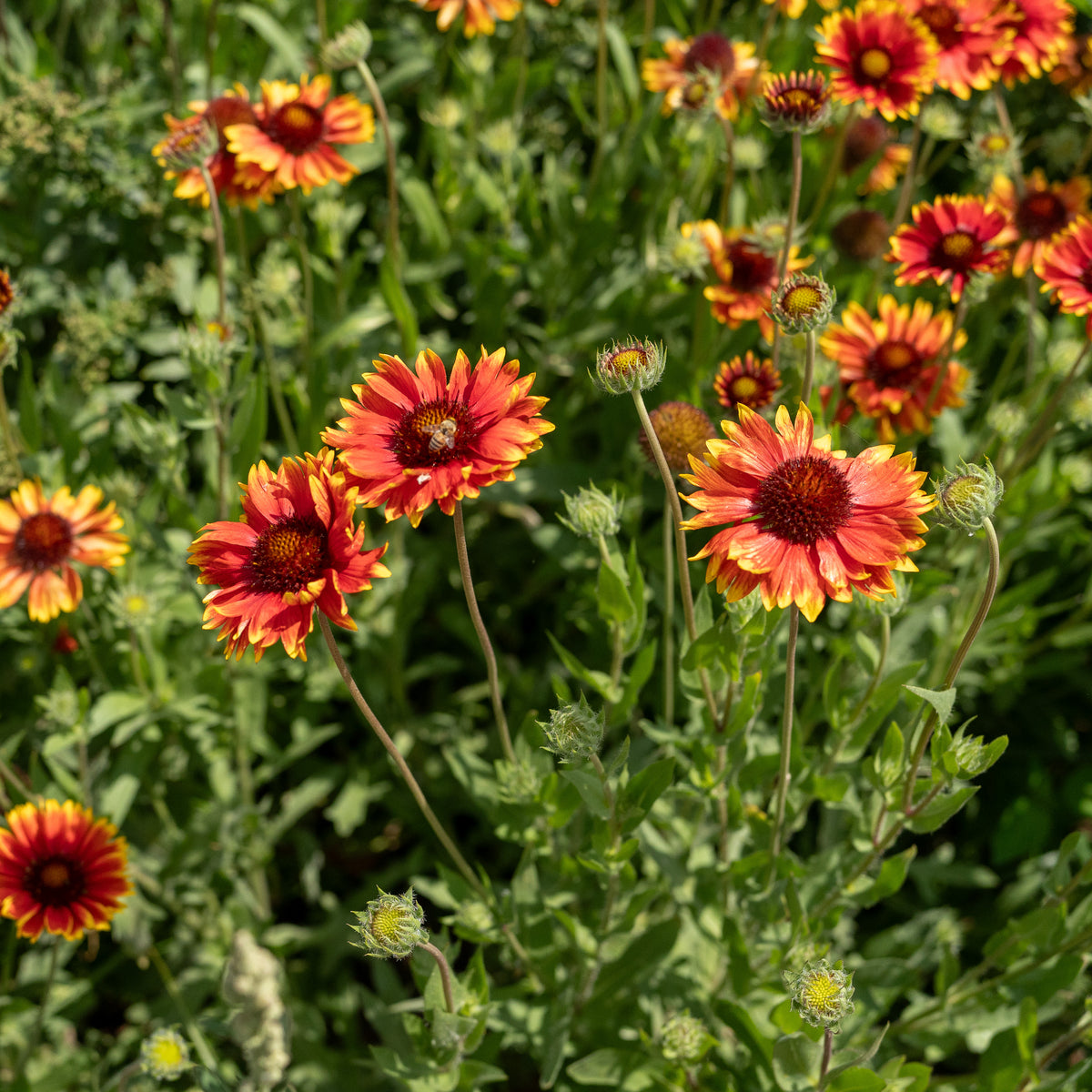 Gaillardia Flower