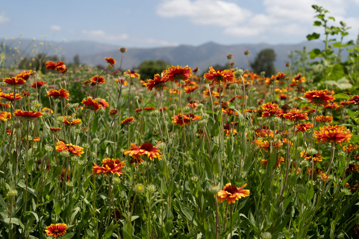 Gaillardia Flower