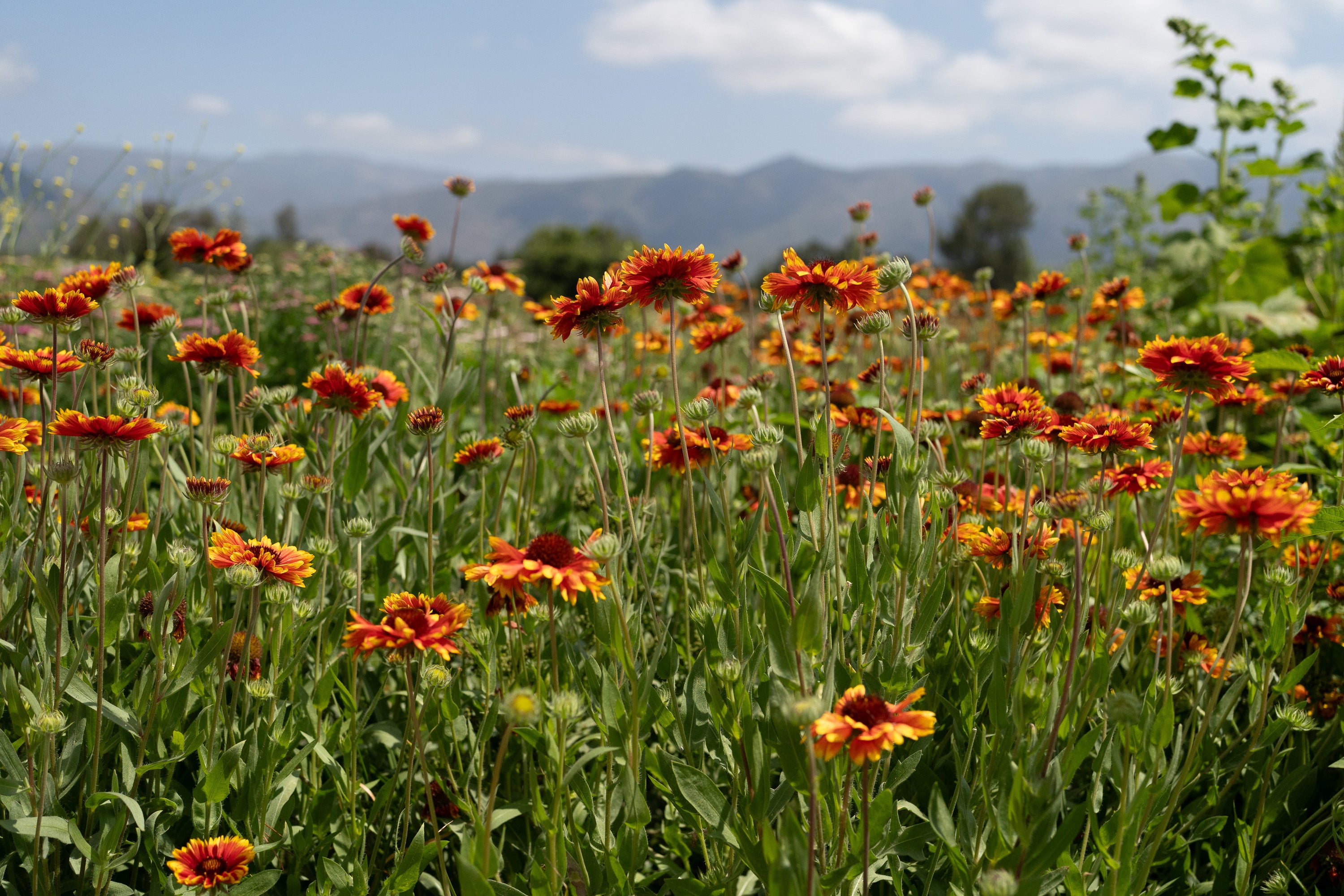 Gaillardia Flower The Plant Good Seed Company