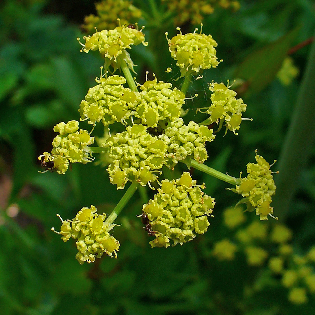 lovage plant seeds Lovage Seeds