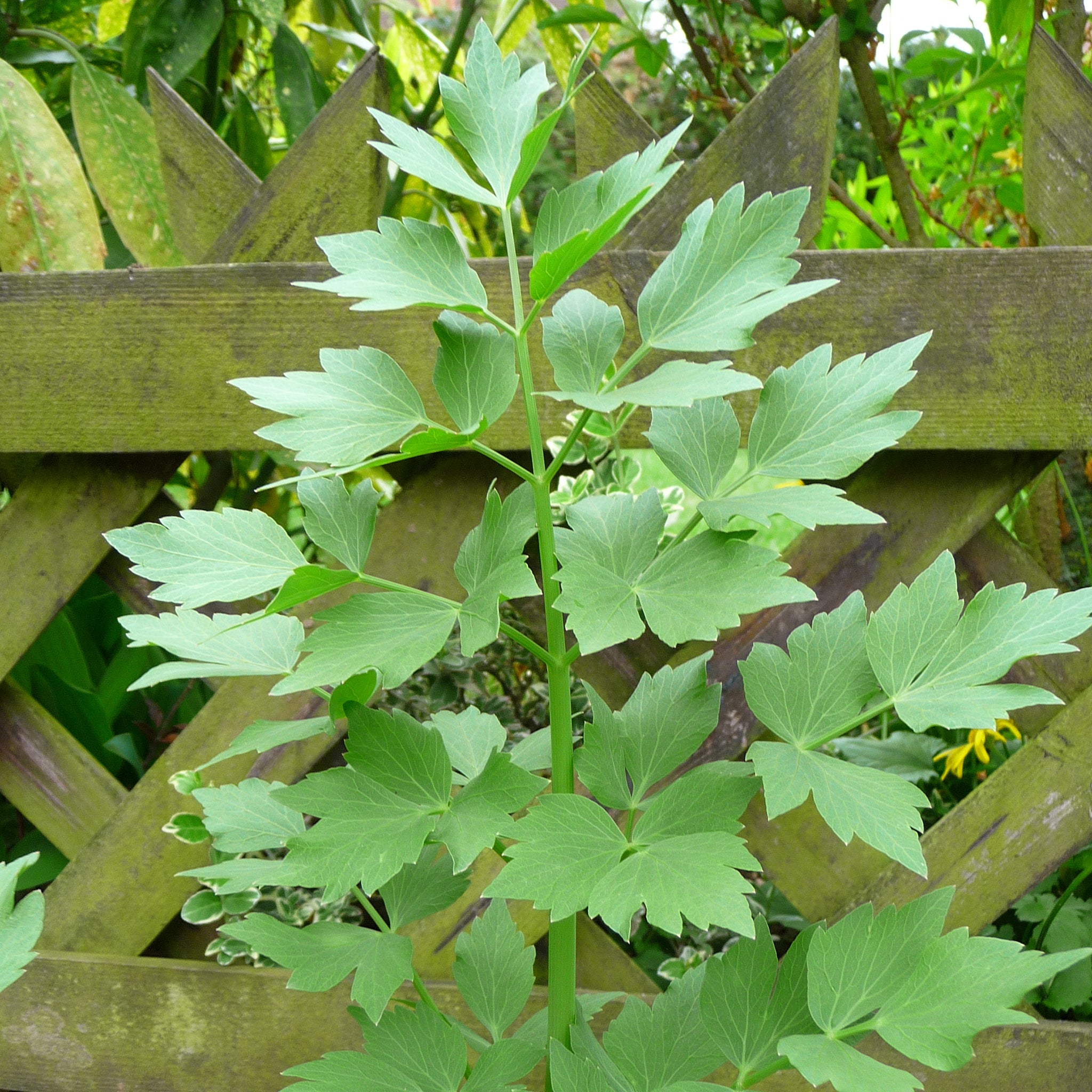 planting lovage seeds Lovage Seeds