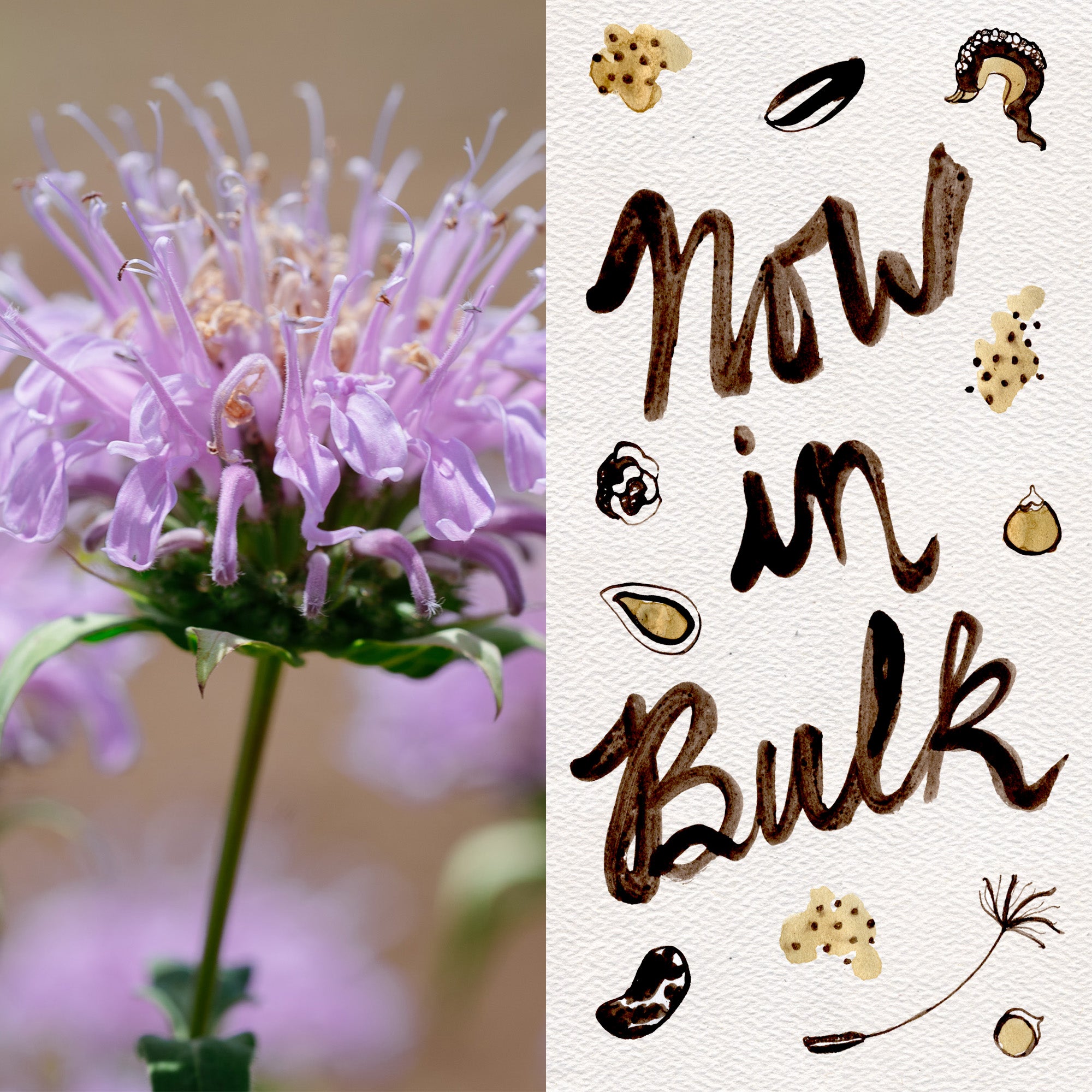 bergamot plant seeds Plant Good Seed Bee Balm / Wild Bergamot Seeds