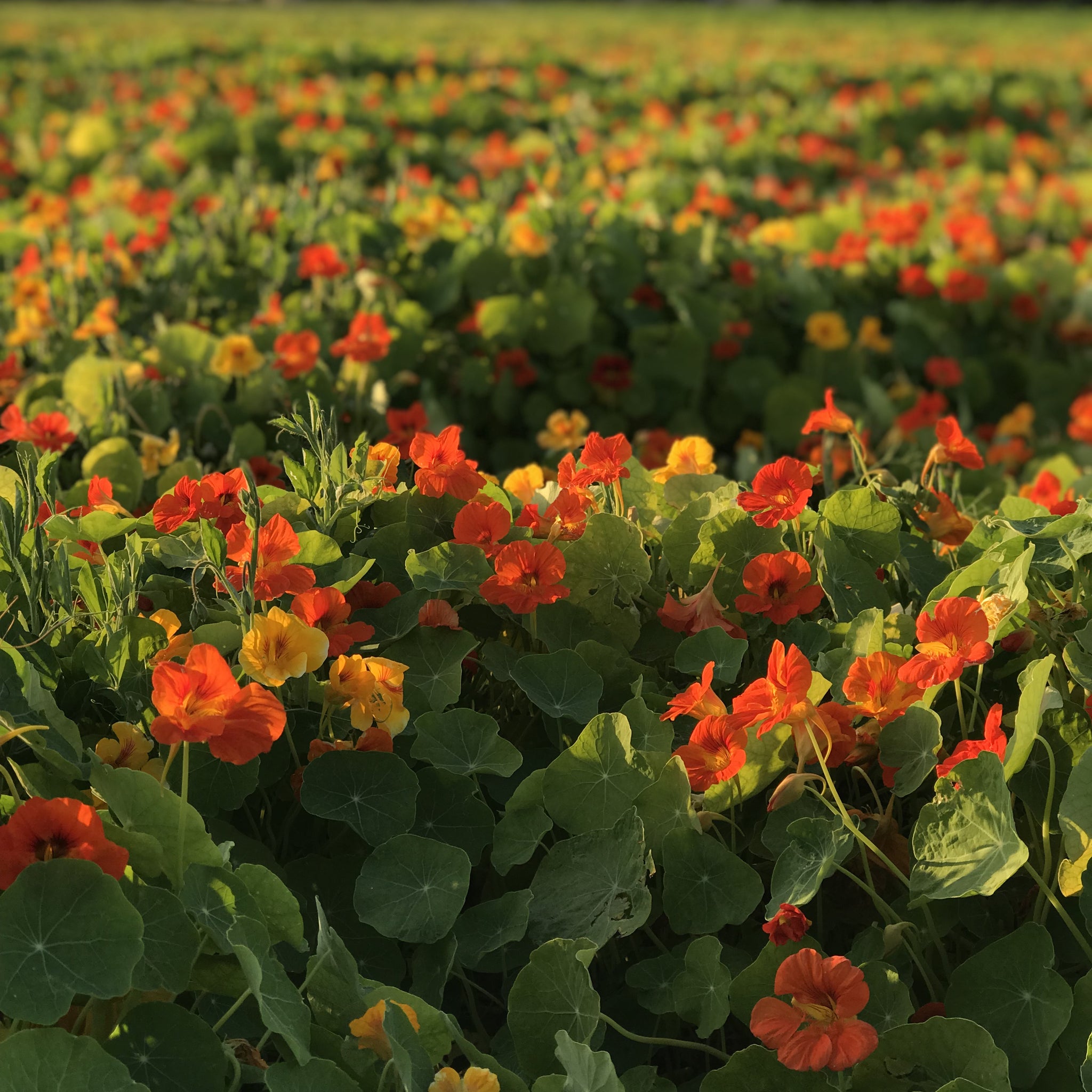 planting nasturtium seeds outside Nasturtium Seeds Mixed Colors