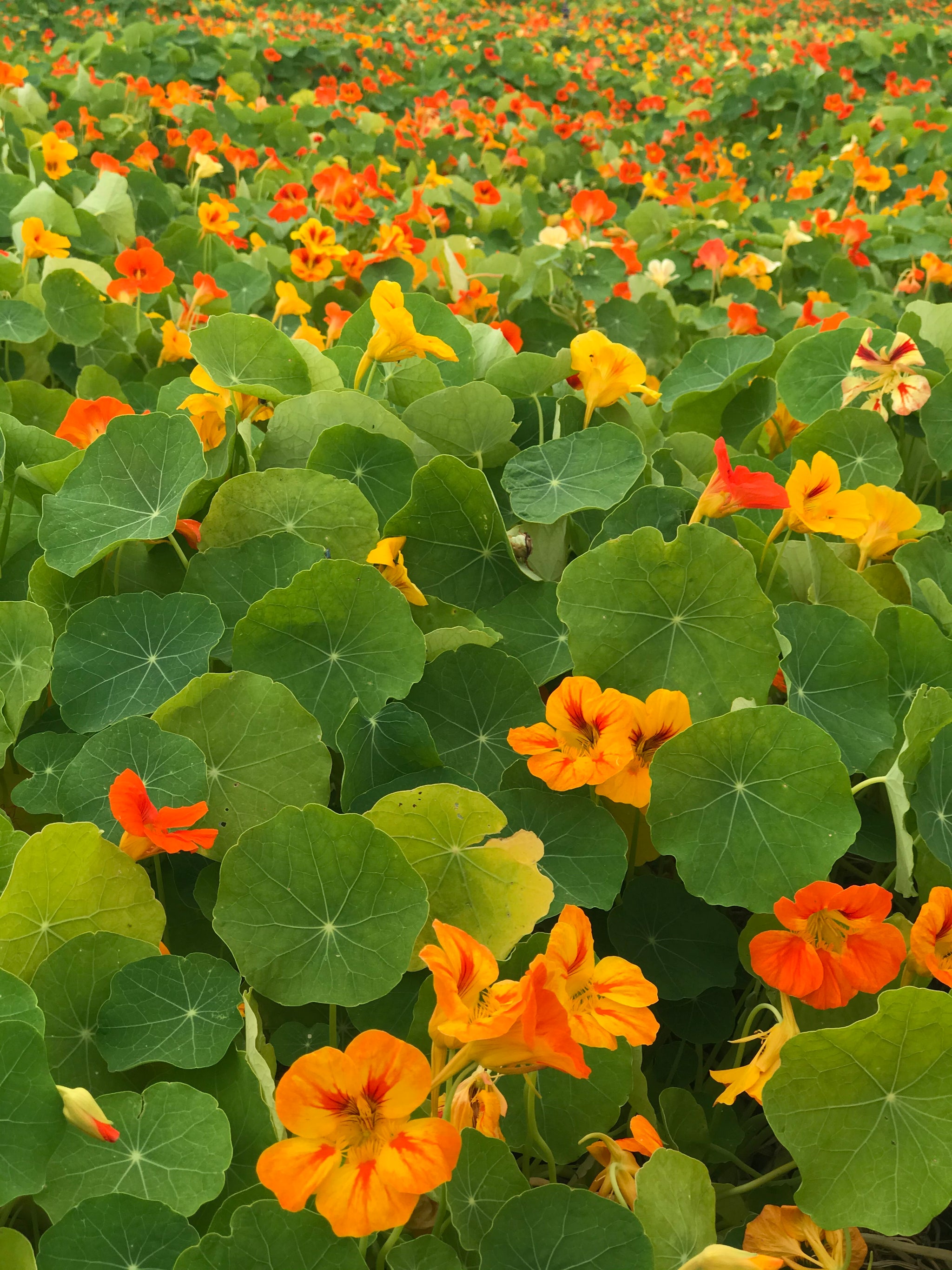 nasturtium seed planting depth Nasturtium Seeds Mixed Colors