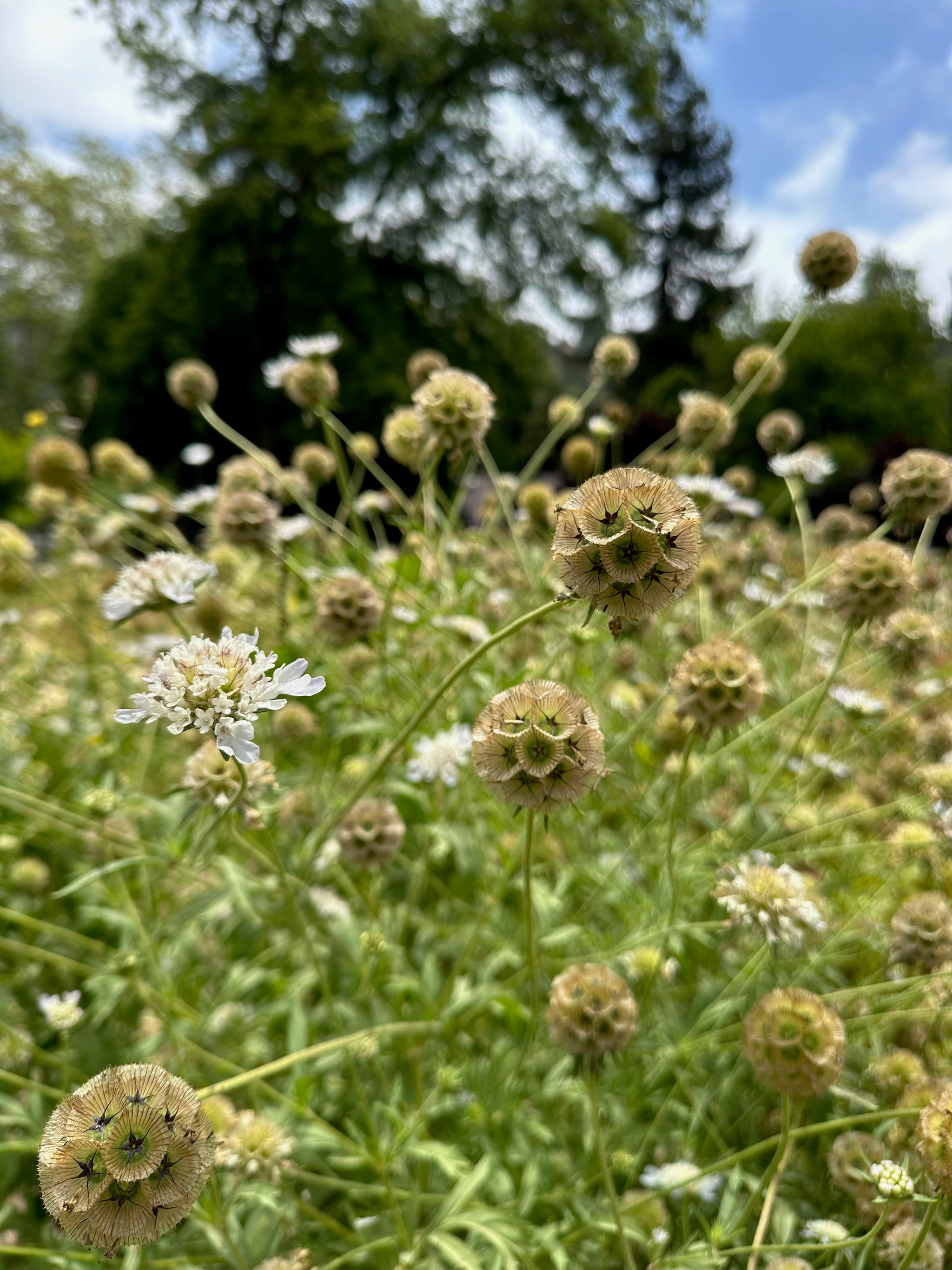star flower seeds Plant Good Seed Scabiosa Starflower Seed Packet Drumstick Flower Seeds for Dried Bouquets Full Sun